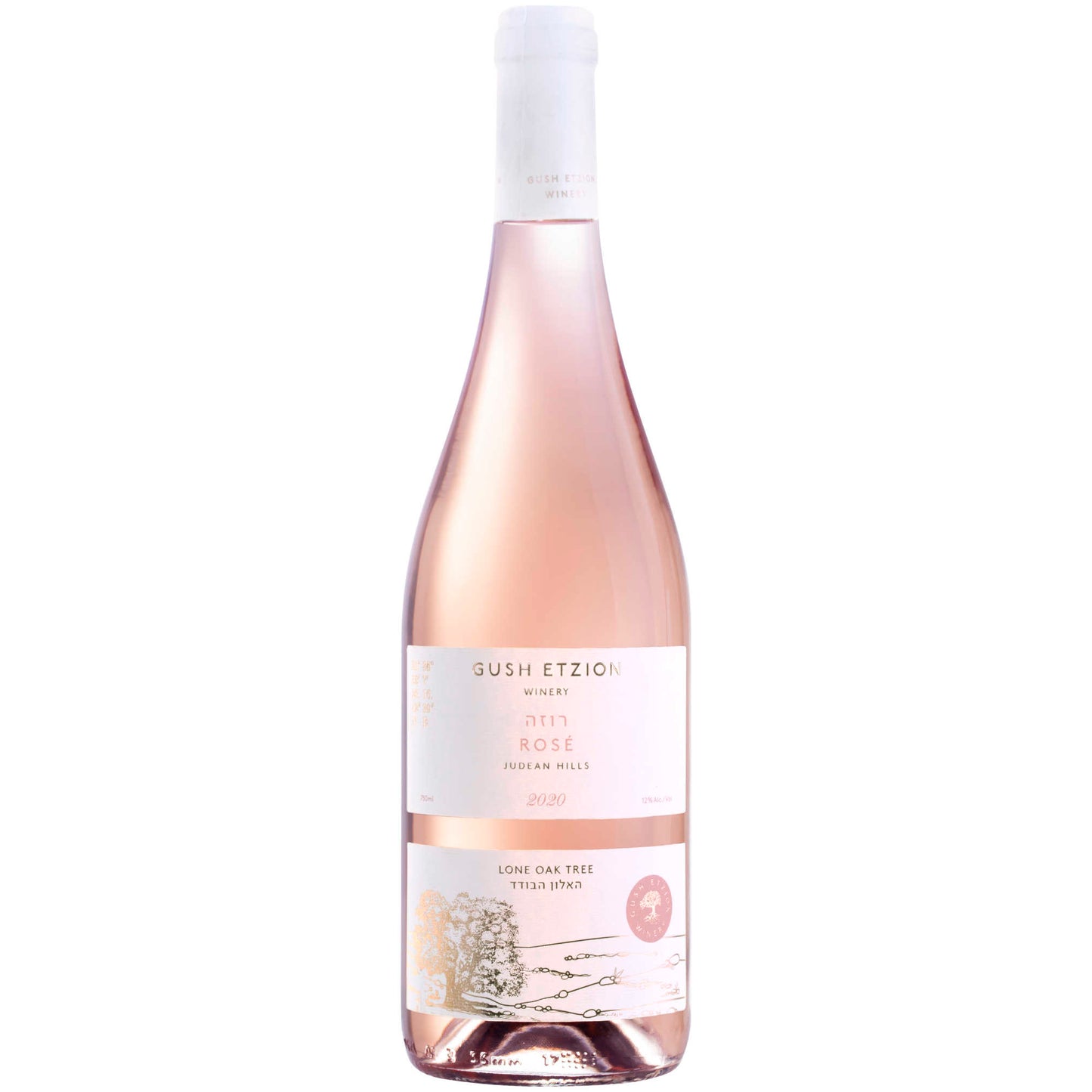 Gush Etzion Lone Oak Tree Rose 2023